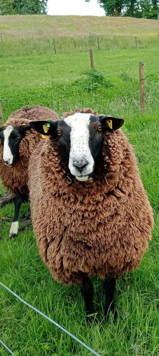 Sheep - Image 1