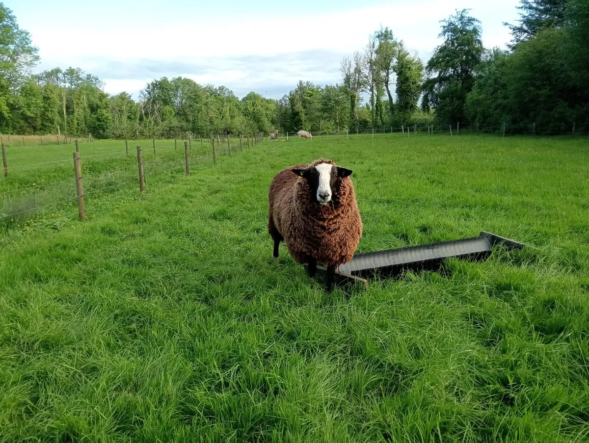 Sheep - Image 2