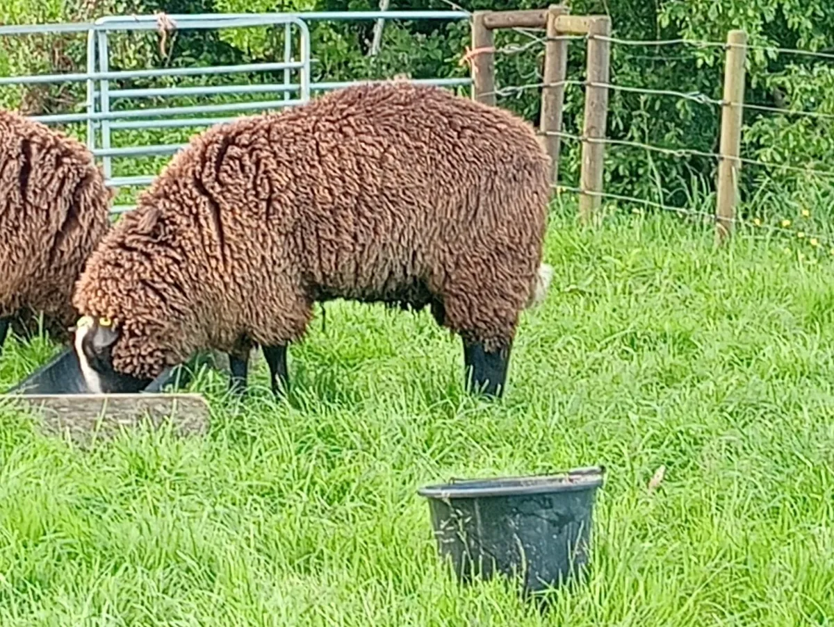 Sheep - Image 3