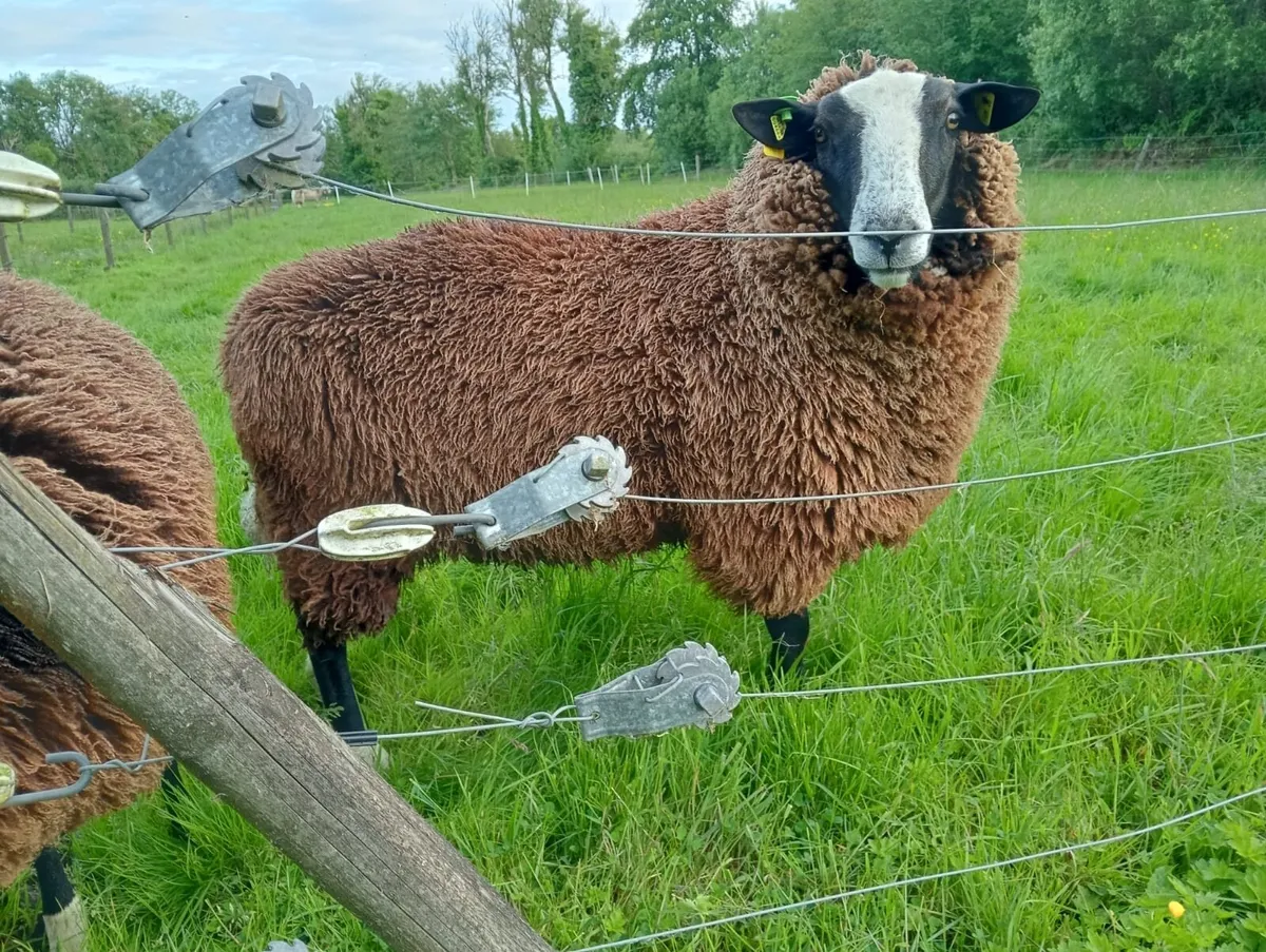 Sheep - Image 4