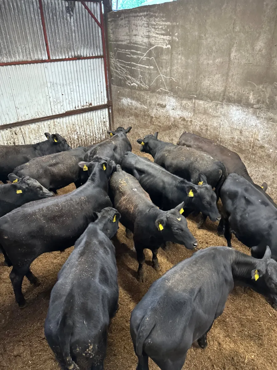 Angus bullocks - Image 3