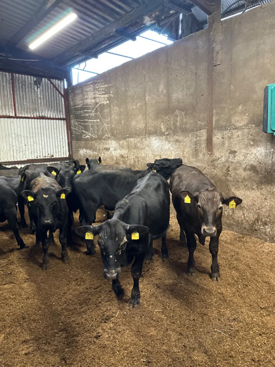 Angus bullocks - Image 4