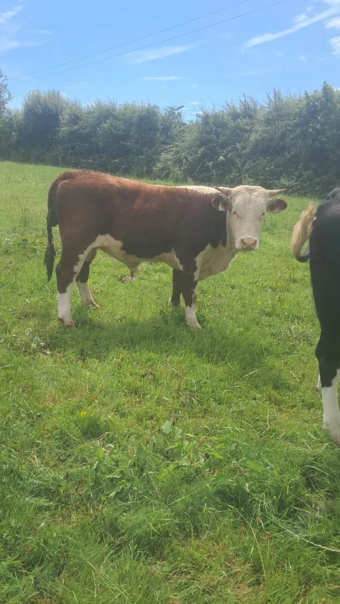 Hereford bull for hire - Image 2
