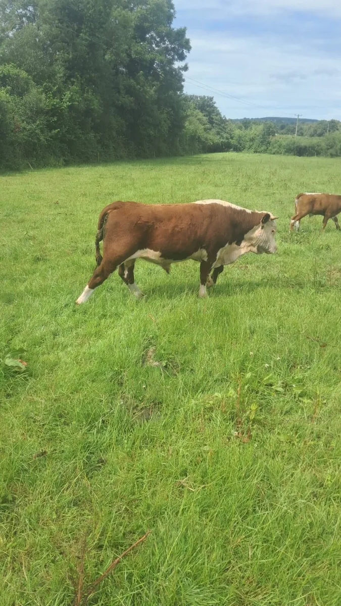 Hereford bull for hire - Image 1