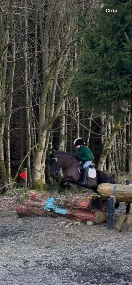Pony - Image 4
