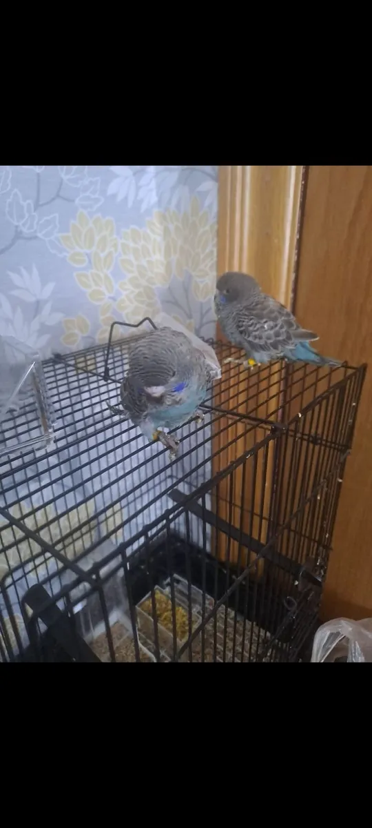 Young black face budgies