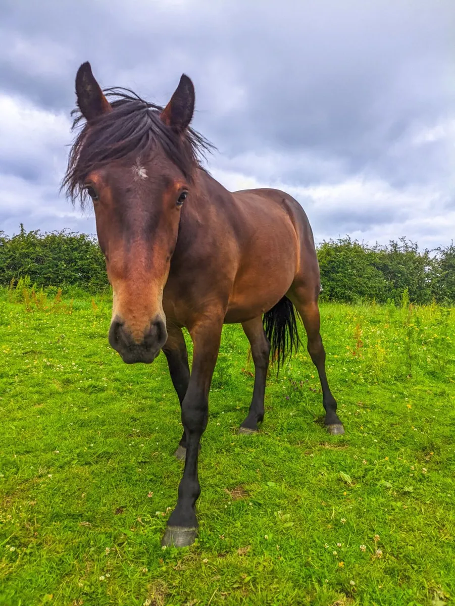 Connemara Pony - Image 2