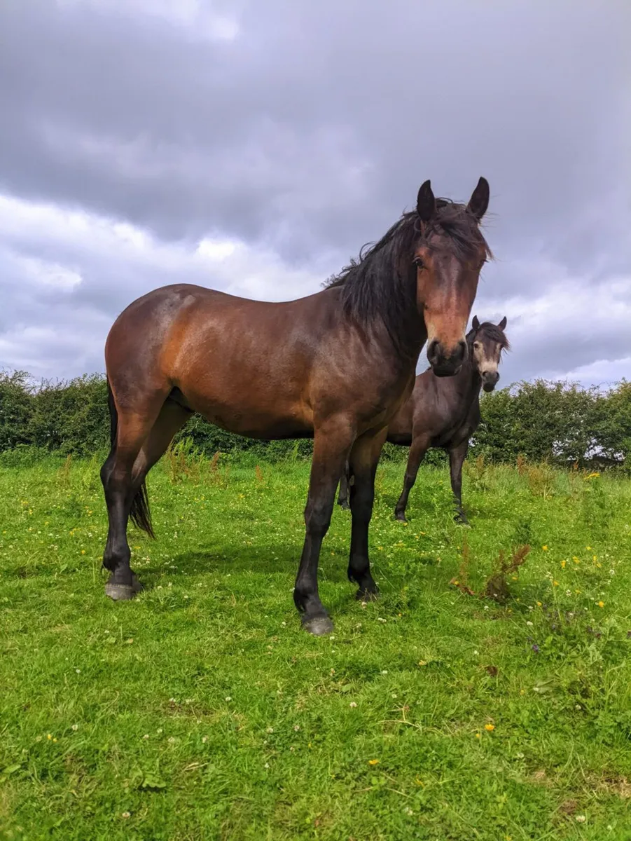 Connemara Pony - Image 4