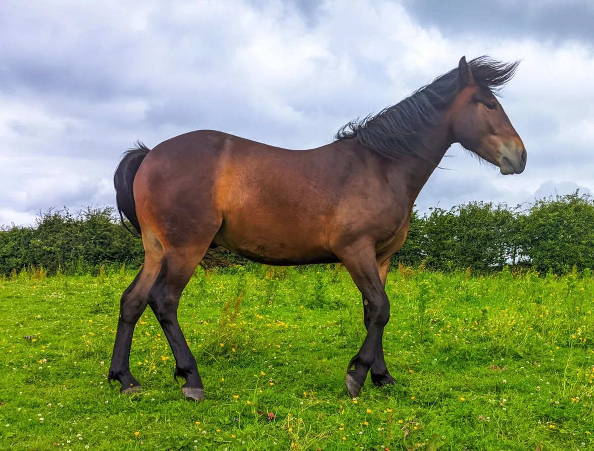 Connemara Pony - Image 3