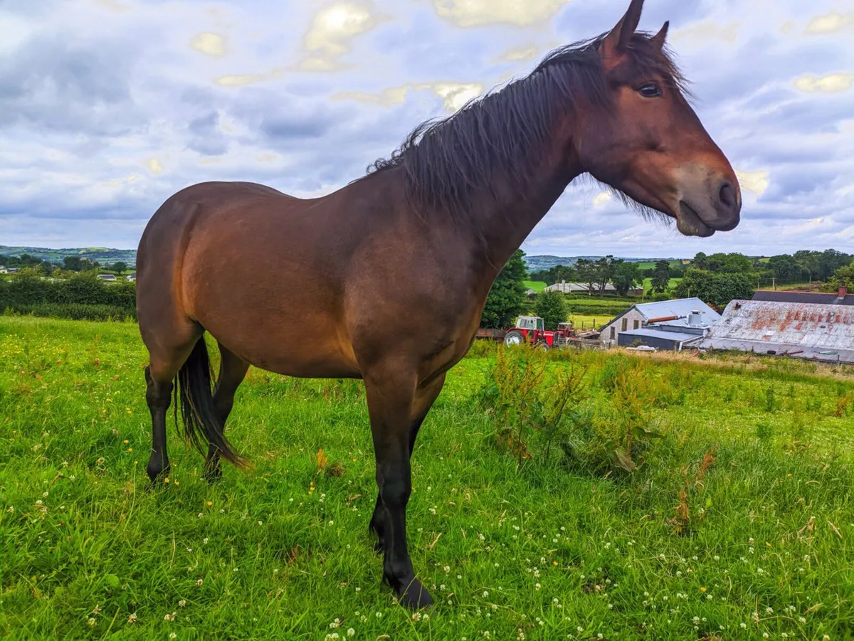 Connemara Pony - Image 1