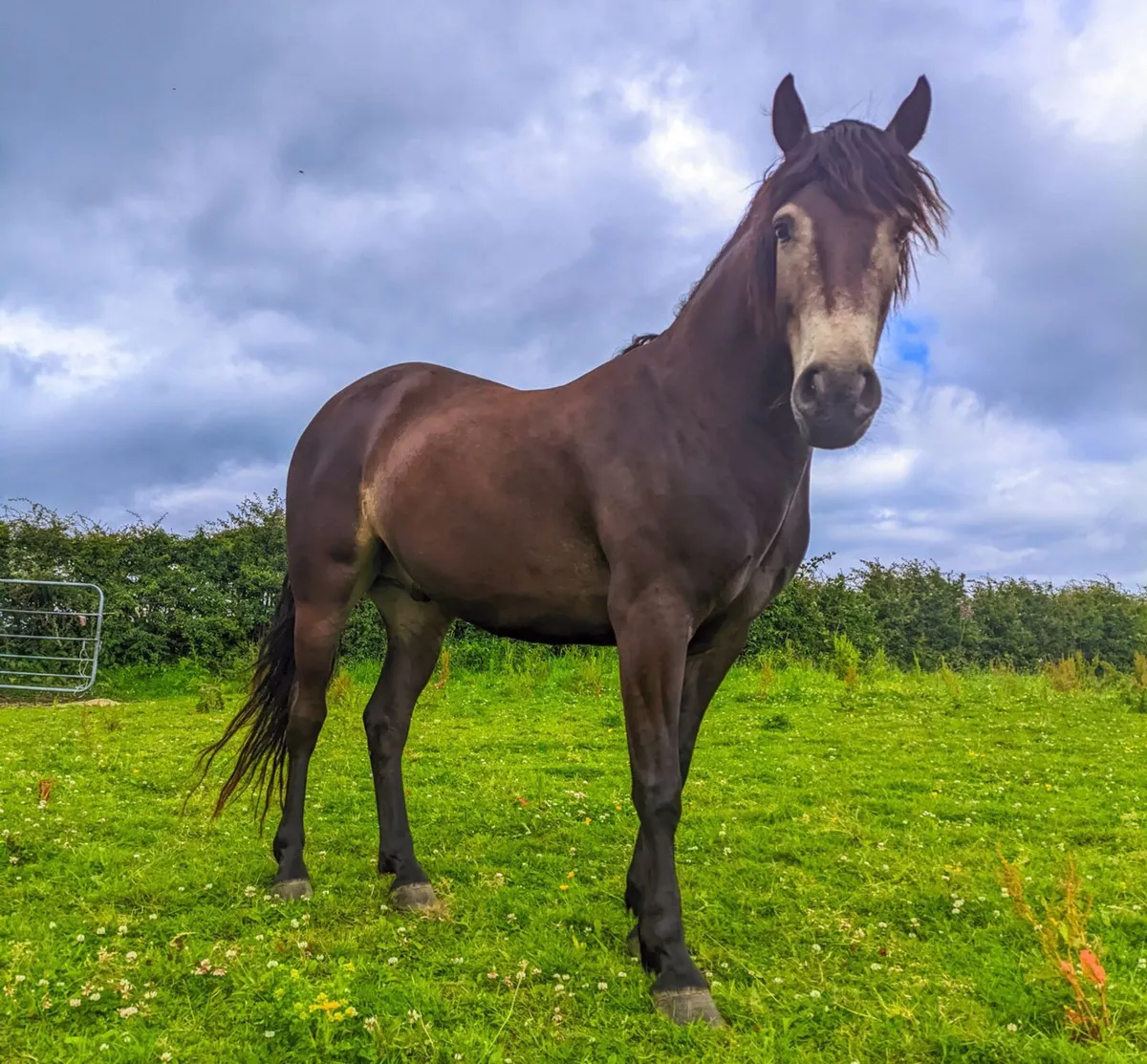 Connemara Pony - Image 2