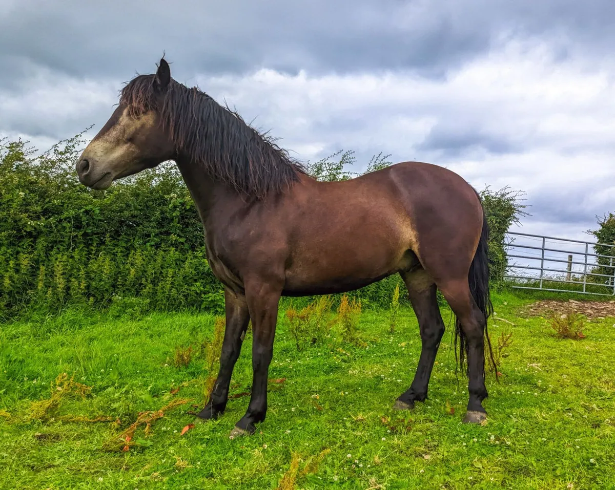 Connemara Pony - Image 1