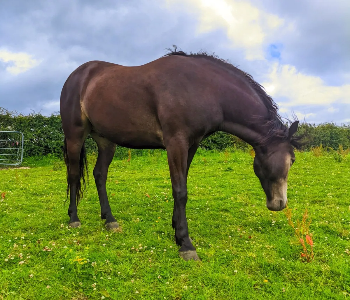 Connemara Pony - Image 3