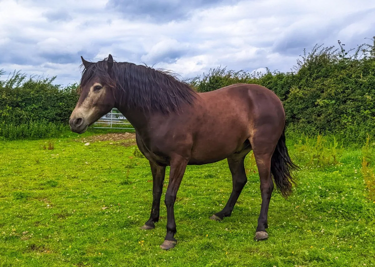 Connemara Pony - Image 4