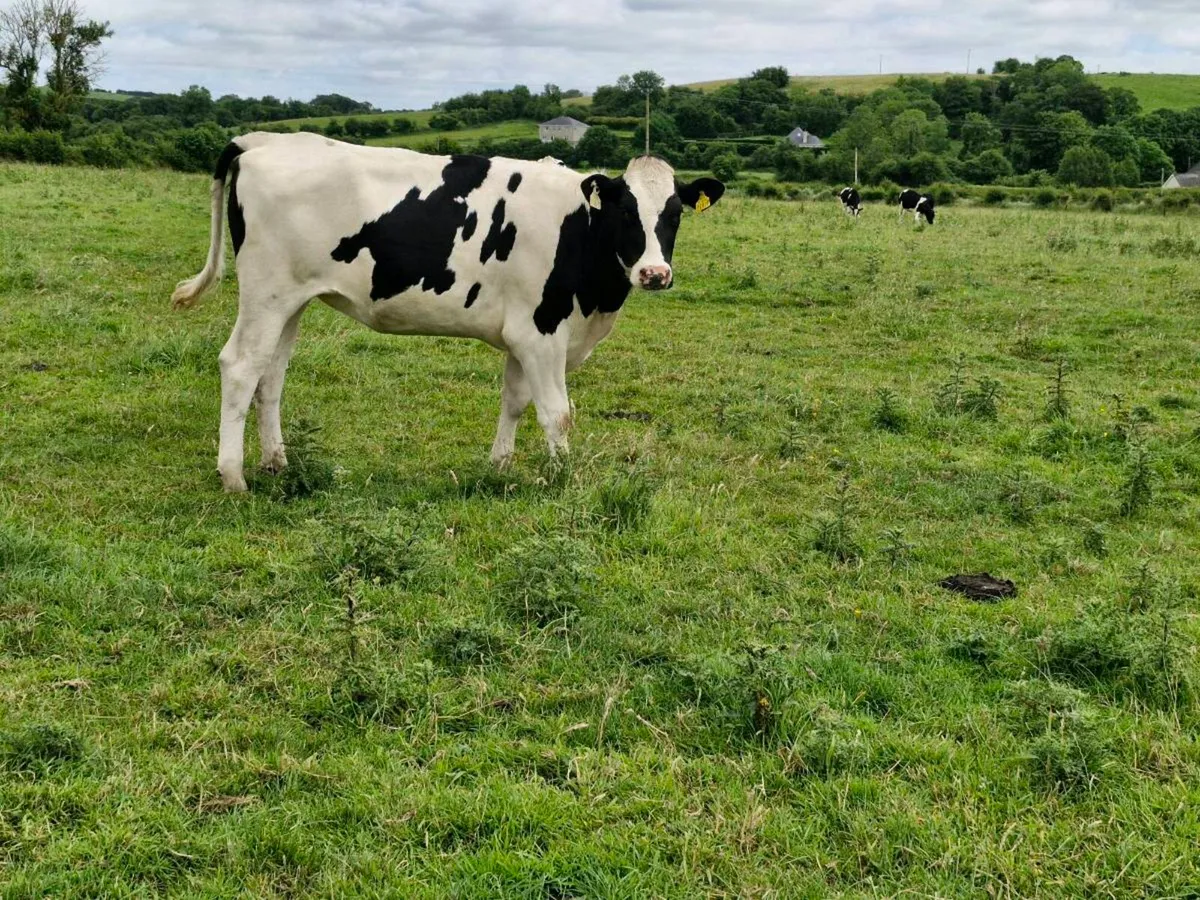 Maiden heifers - Image 4
