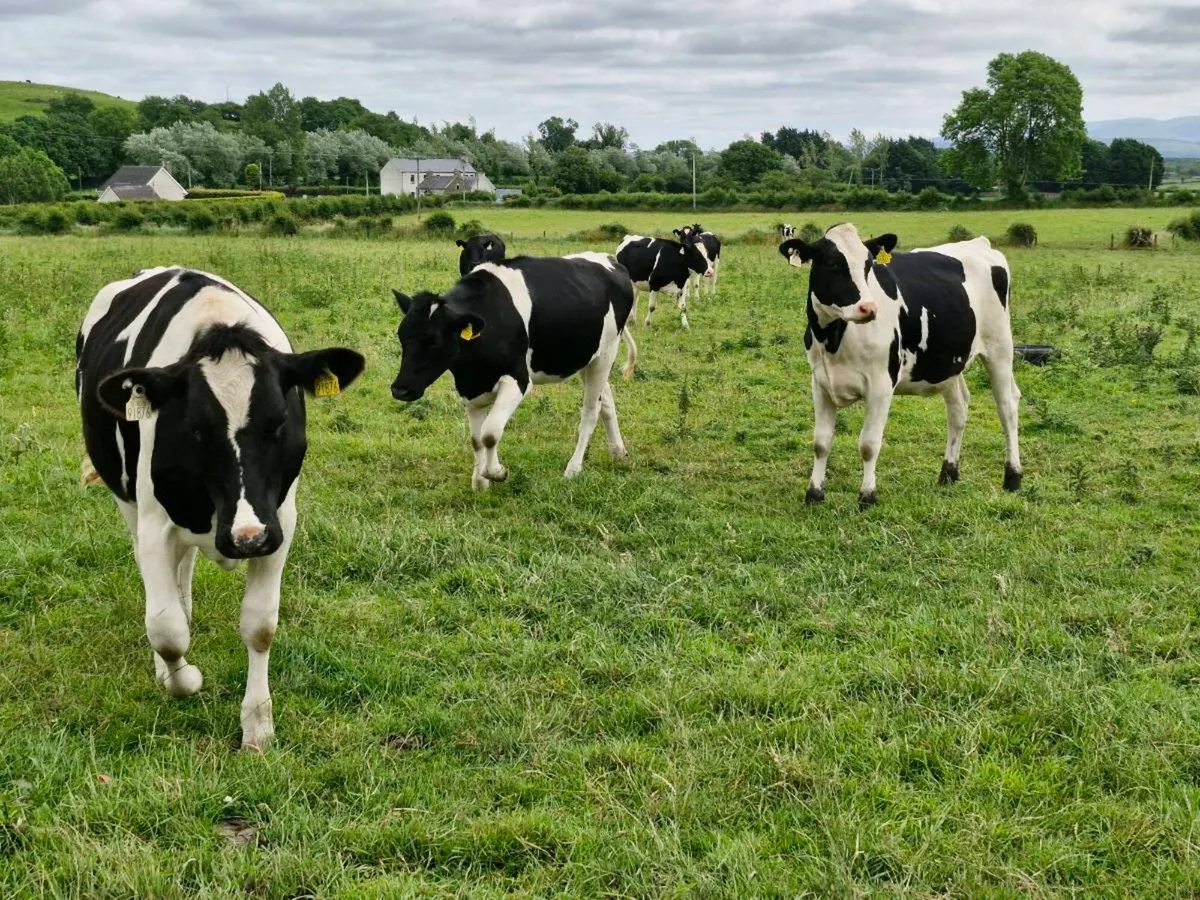 Maiden heifers - Image 2