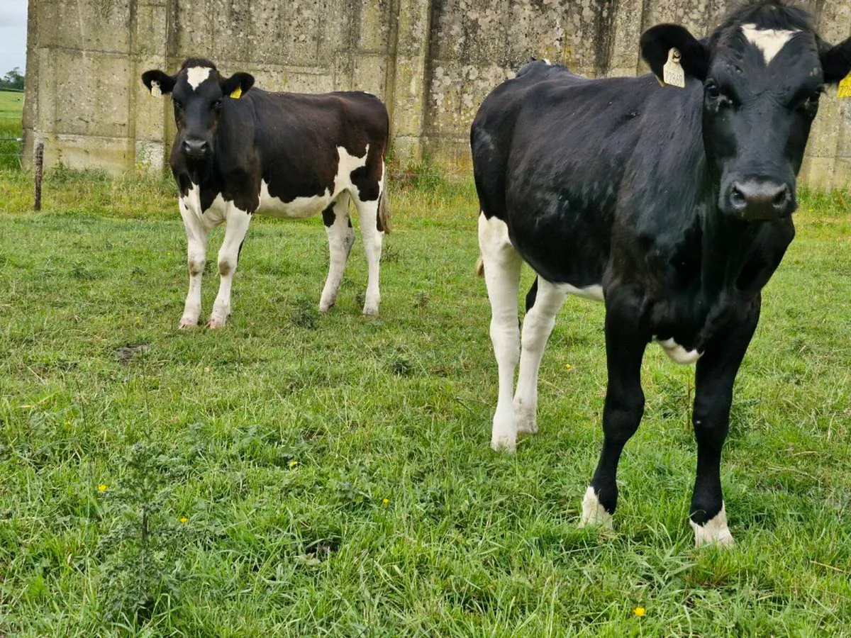 Maiden heifers - Image 3