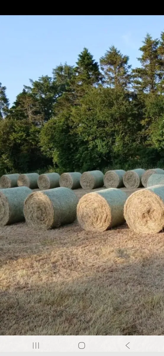 Round bales hay - Image 1