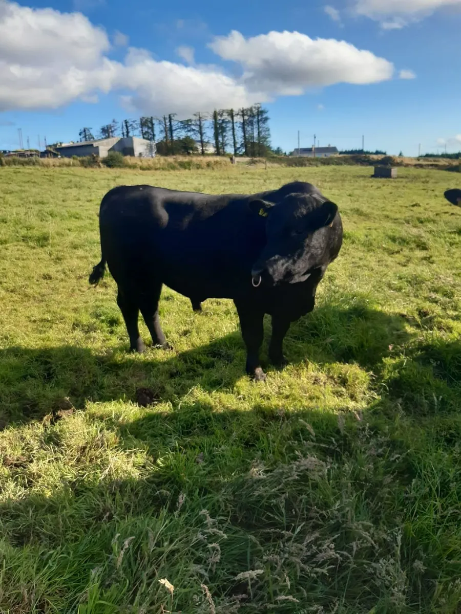 Pedigree Angus Bull - Image 3