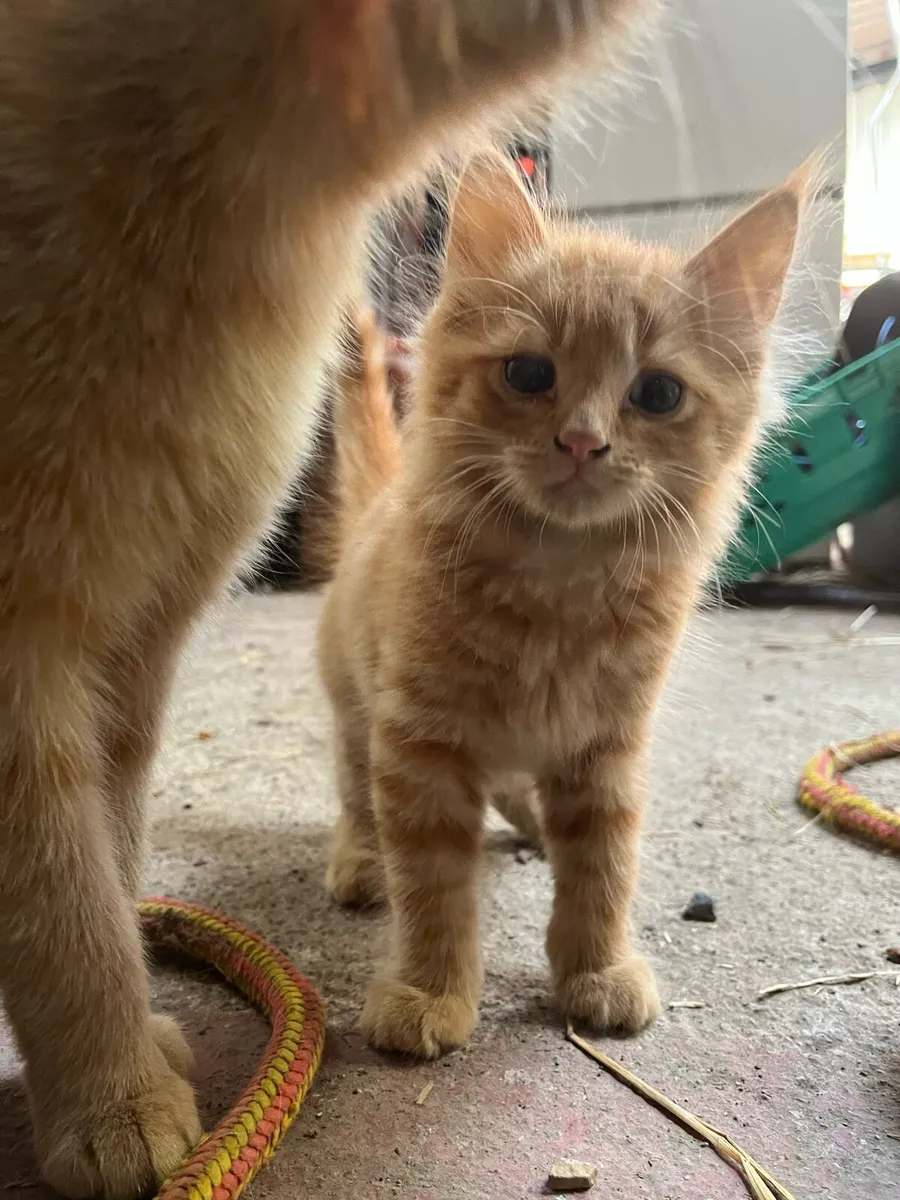 Ginger kitten for sale - Image 2