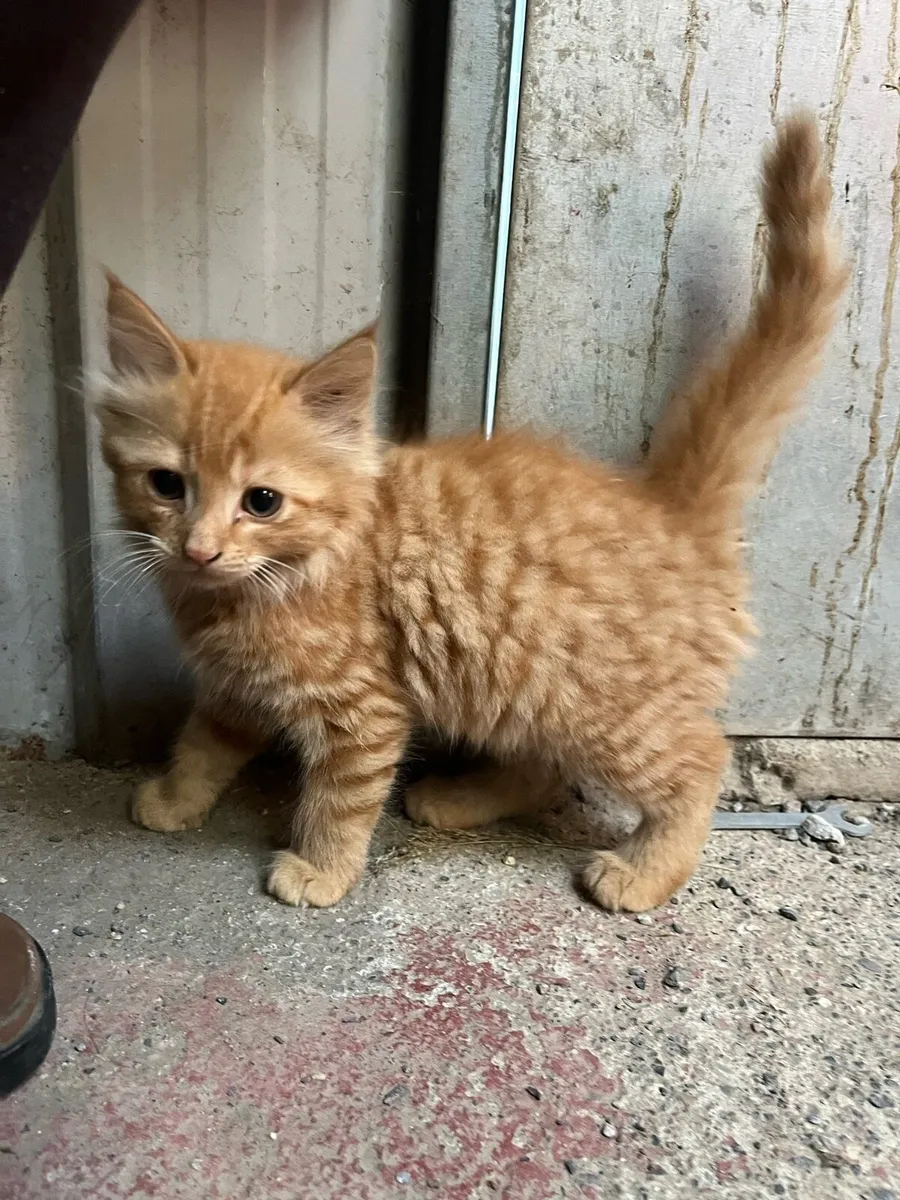 Ginger kitten for sale - Image 3