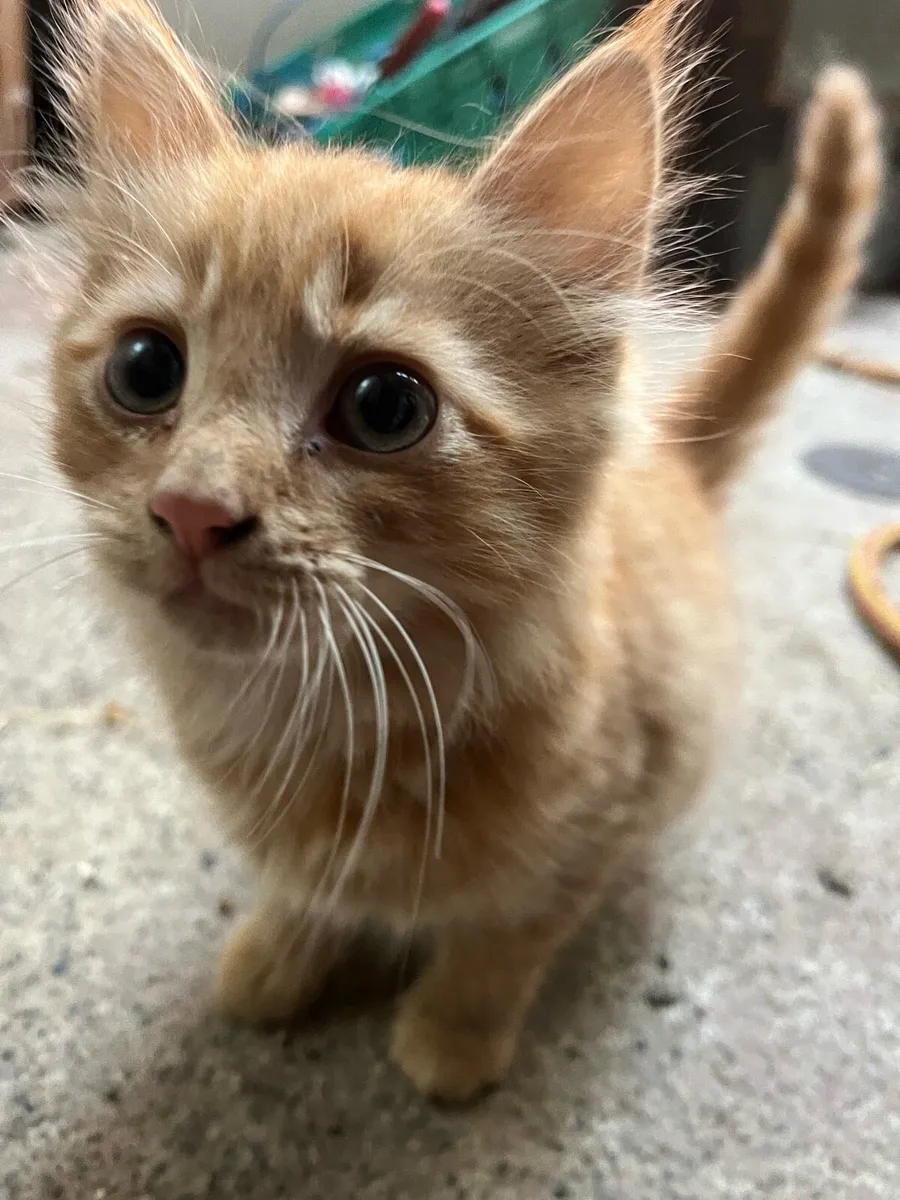 Ginger kitten for sale - Image 1