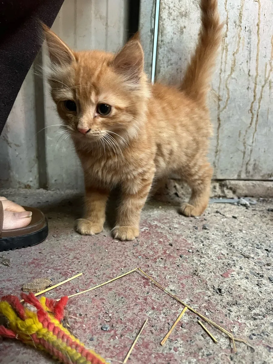 Ginger kitten for sale - Image 4