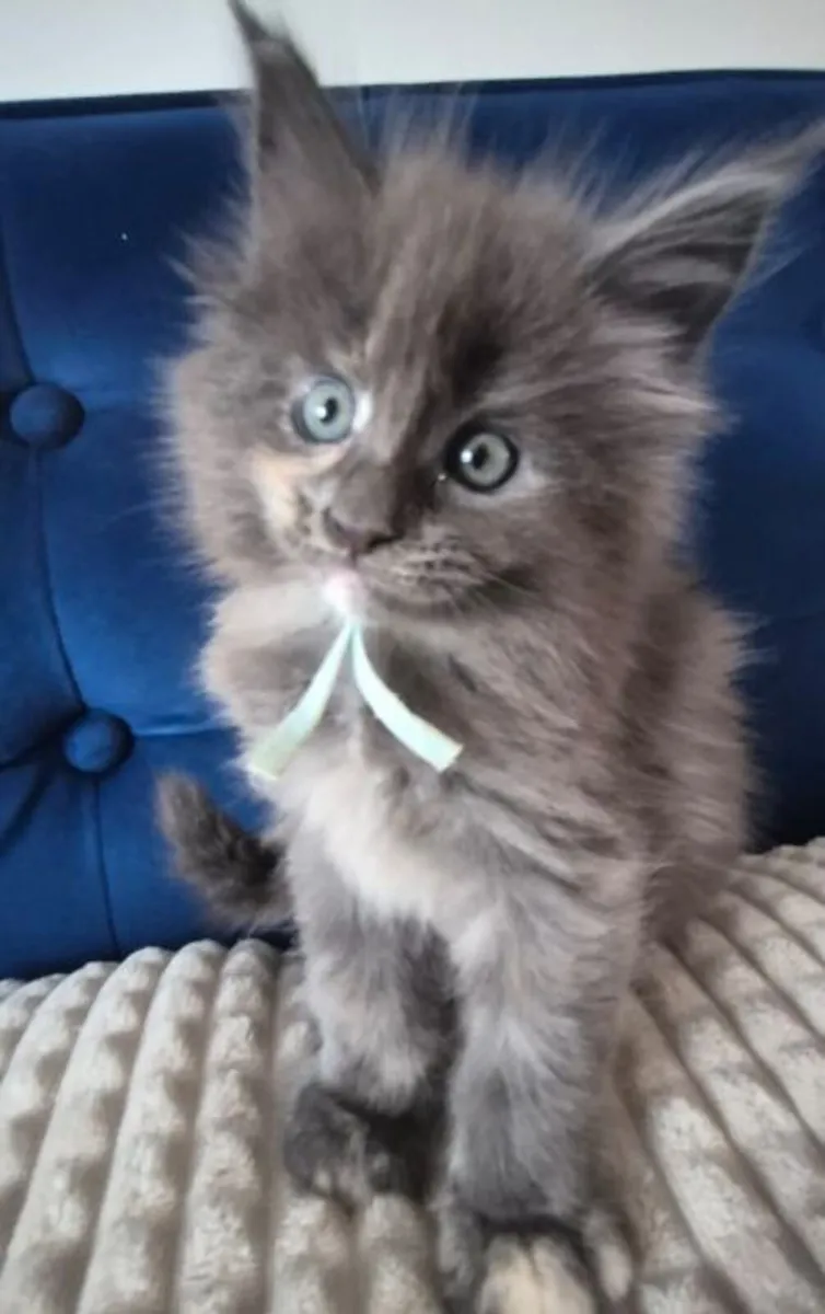 Maine Coon Kittens available - Image 2