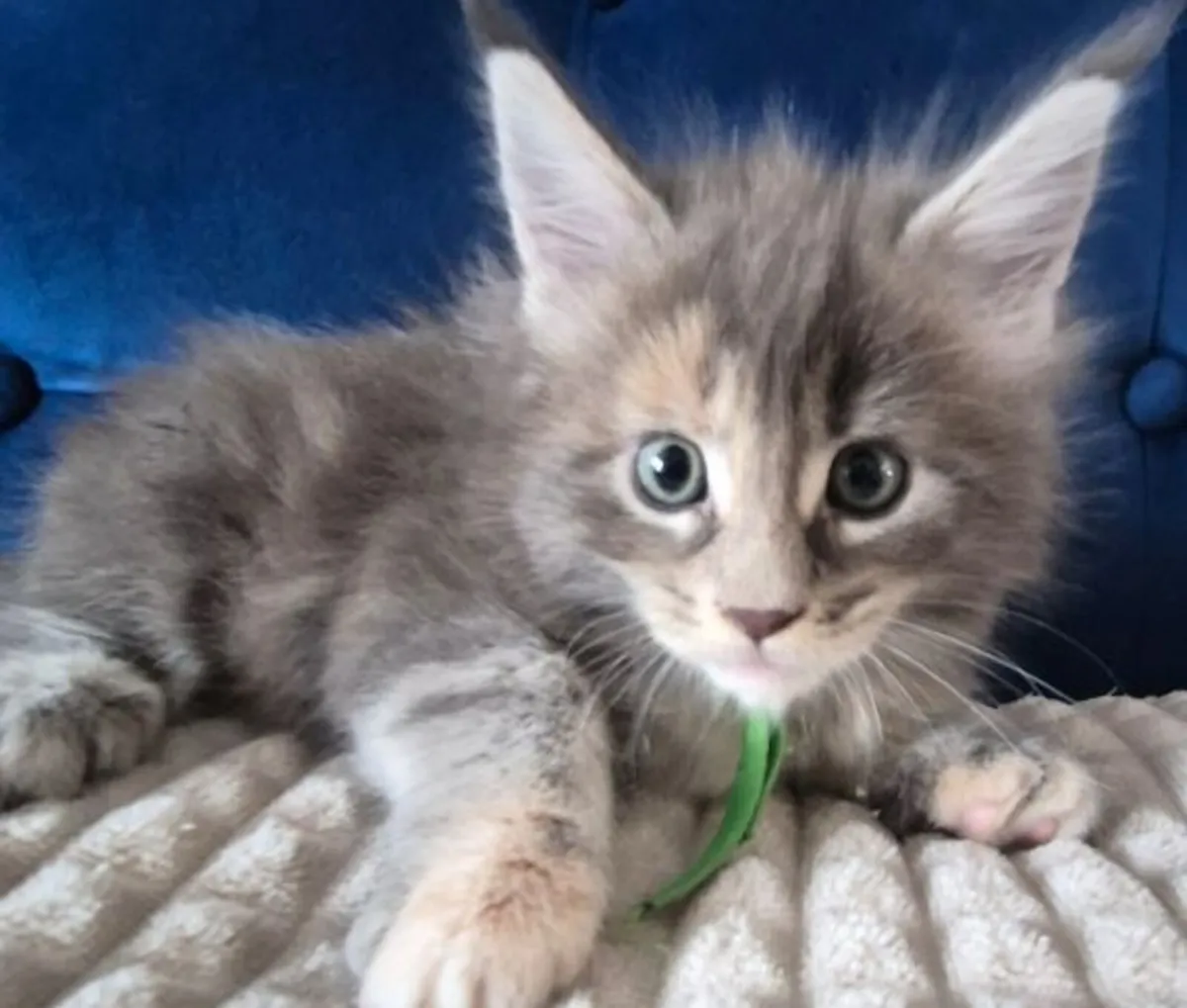 Maine Coon Kittens available - Image 1