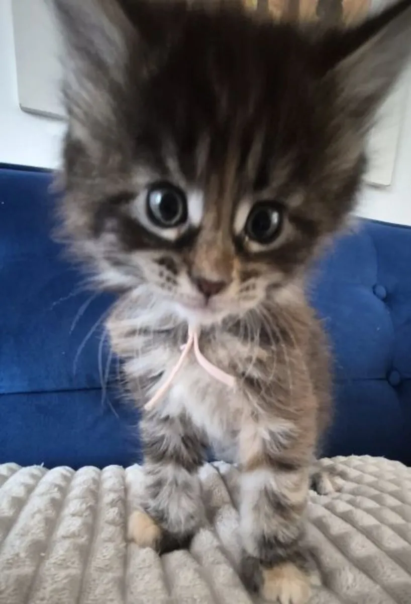 Maine Coon Kittens available - Image 3