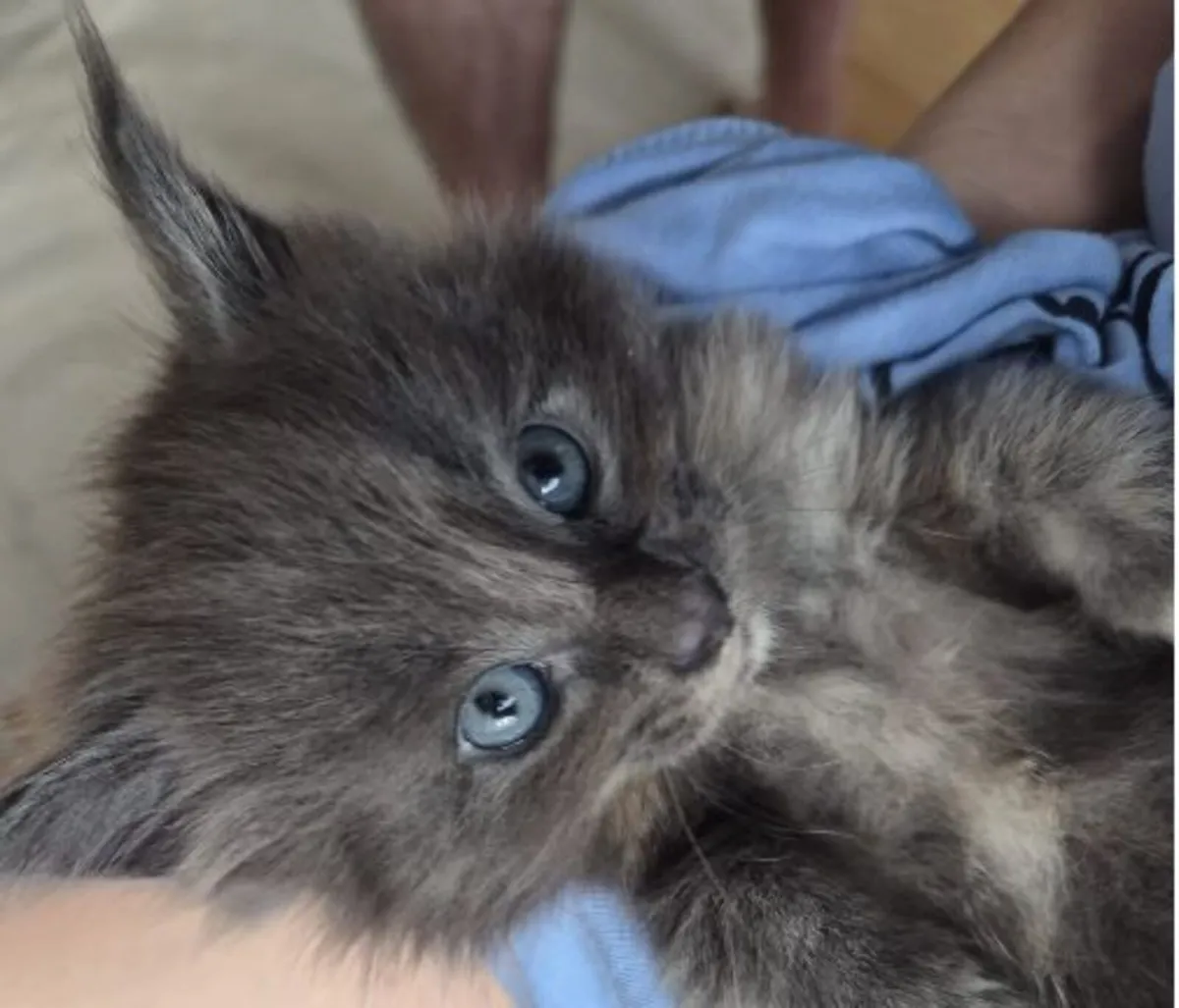 Maine Coon Kittens available - Image 4