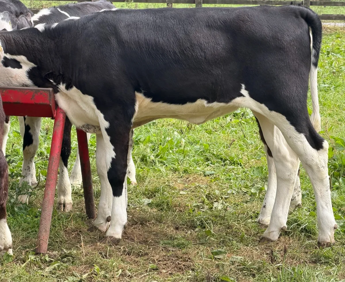 9 top quality Hereford heifers runners - Image 4