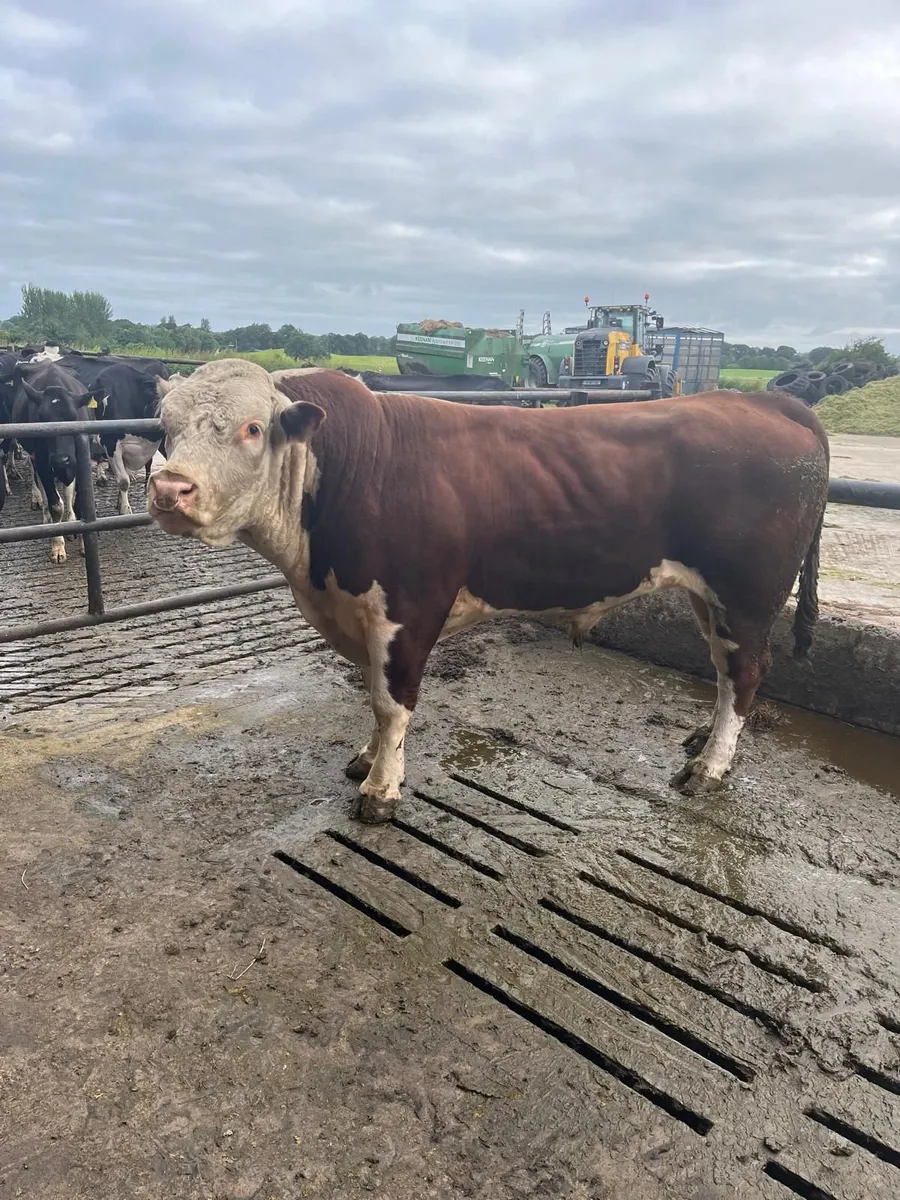 Hereford Pedigree Bull - Image 1