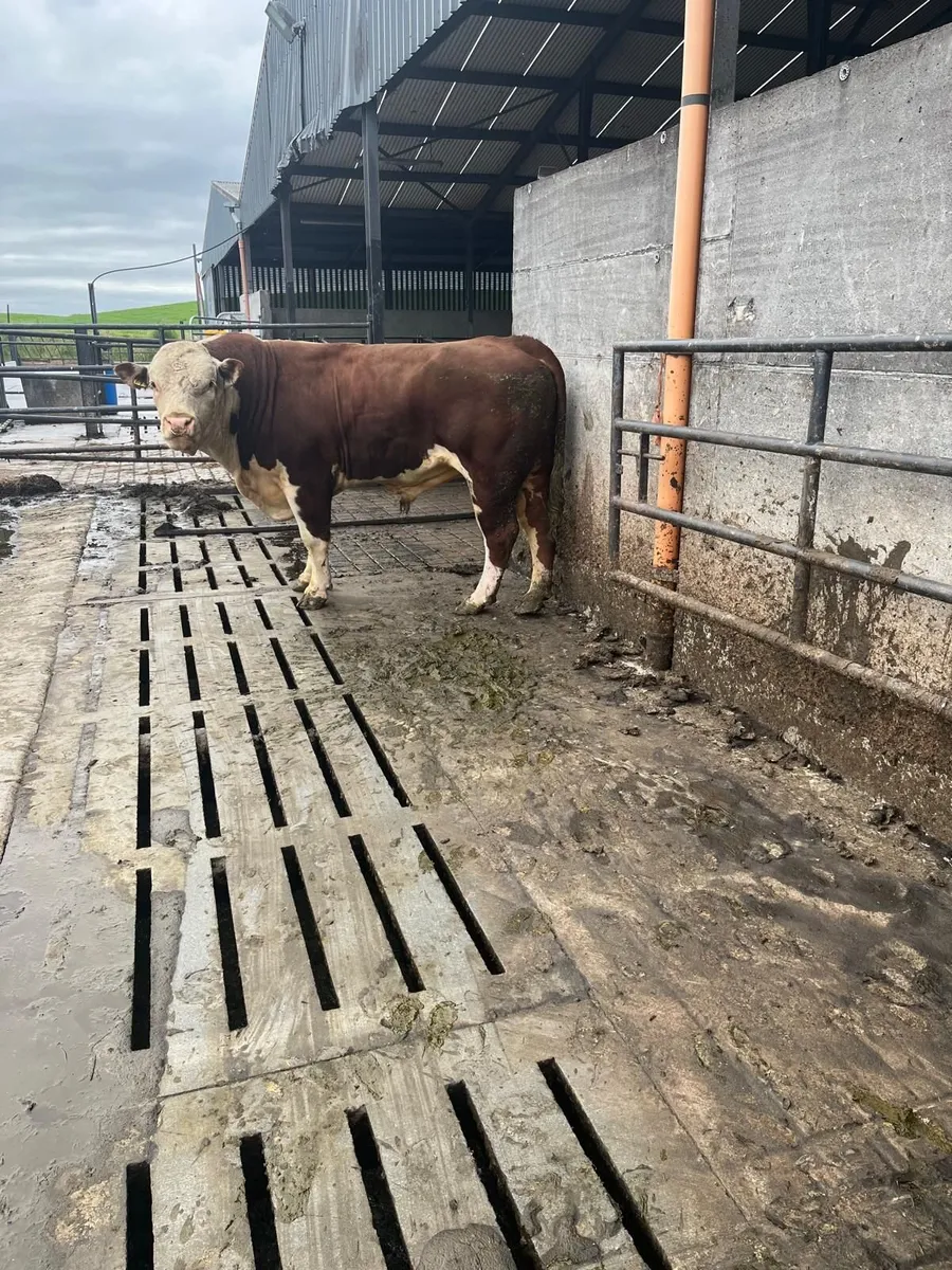 Hereford Pedigree Bull - Image 2