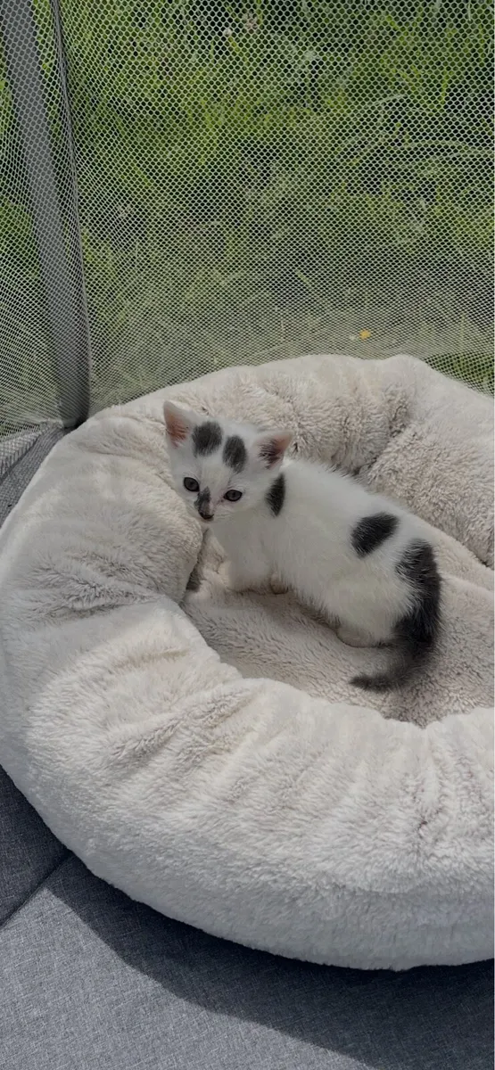 Kitten - Image 1