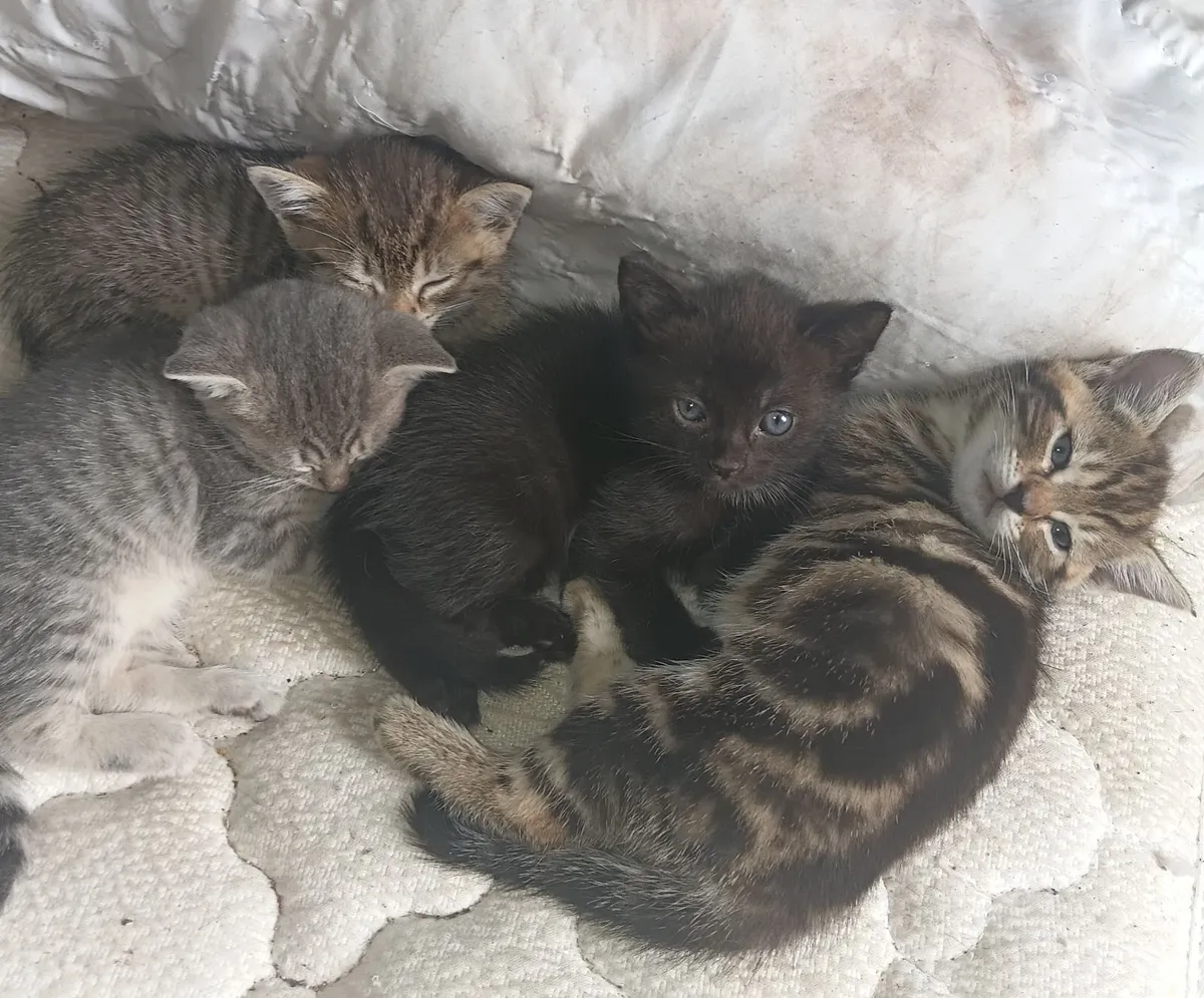 Kittens - Image 1