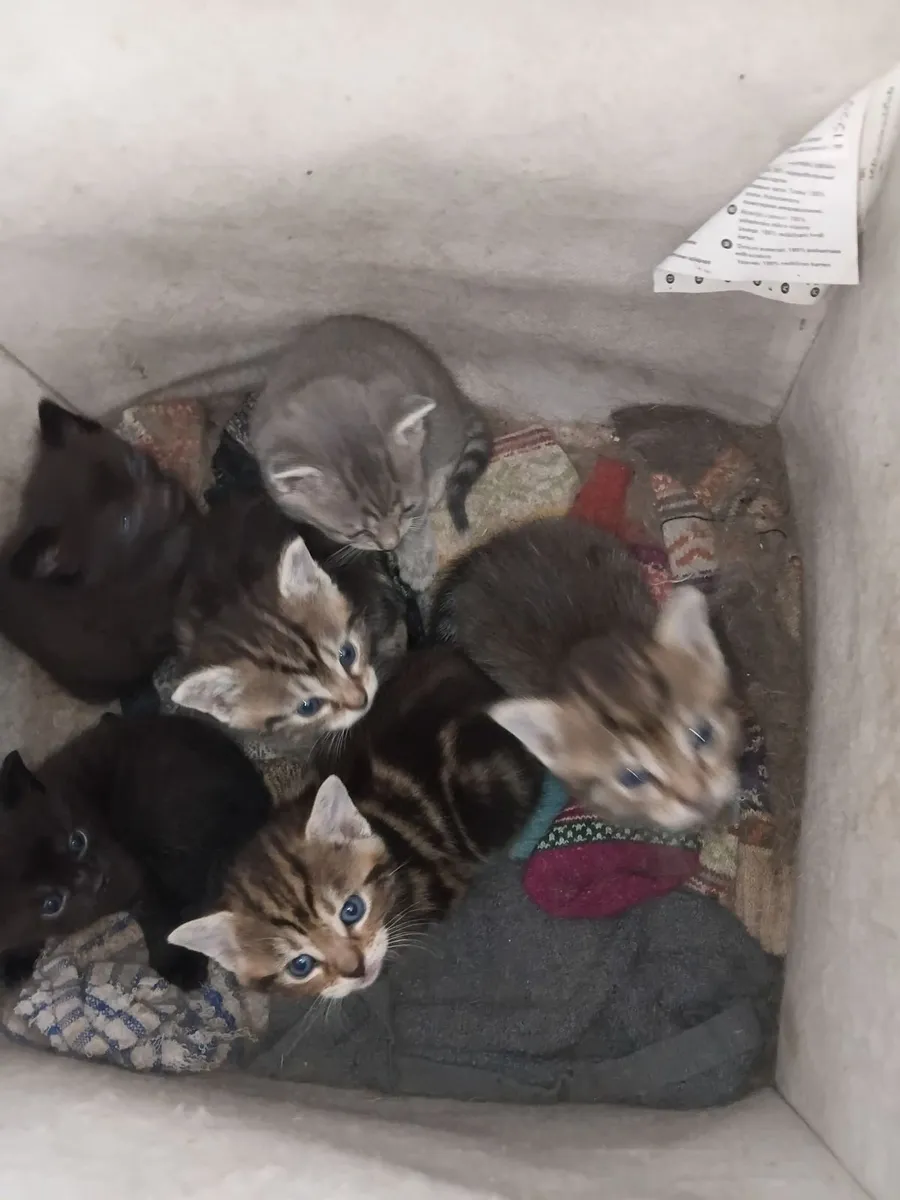 Kittens - Image 2