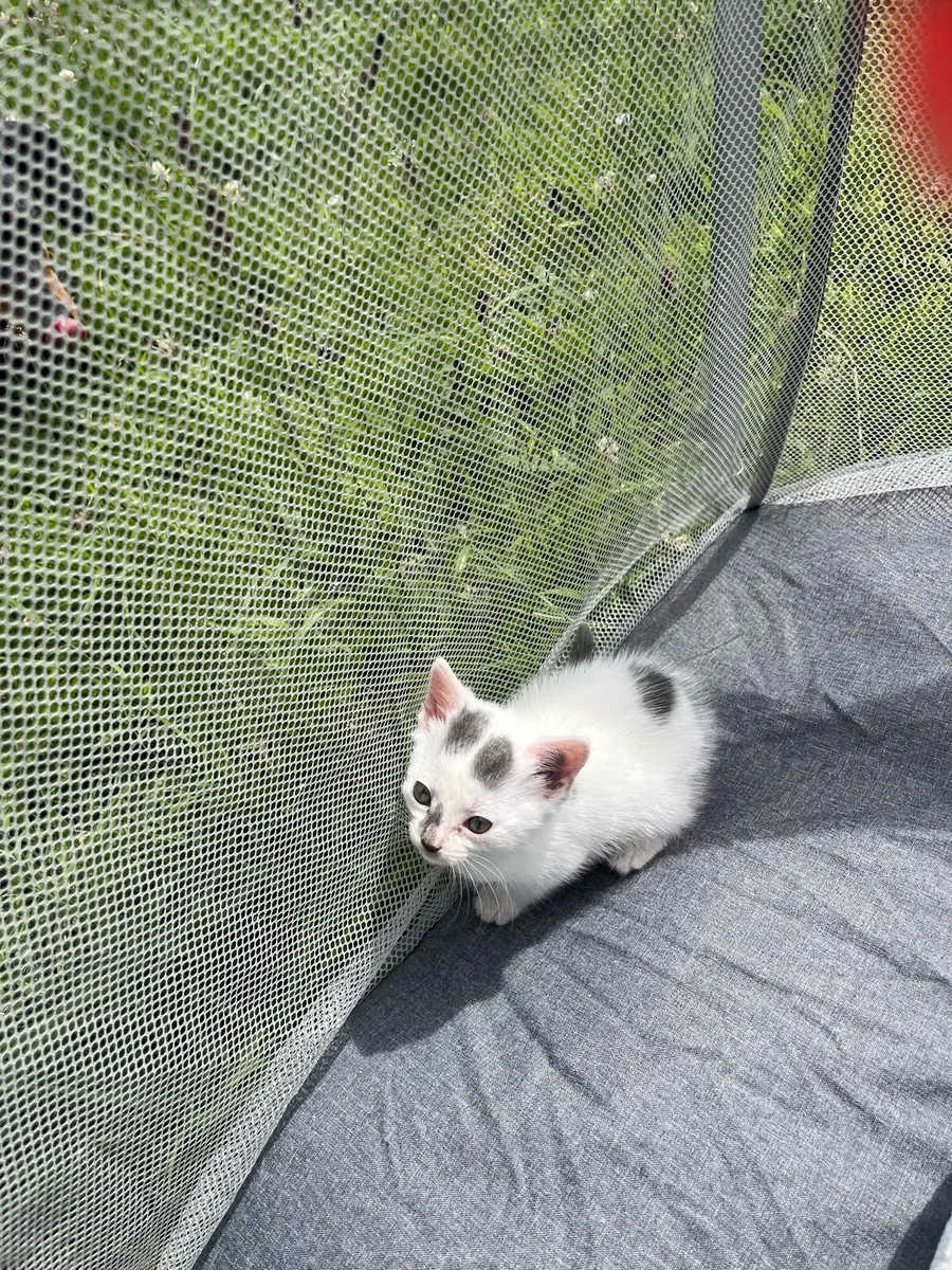 Kitten - Image 3