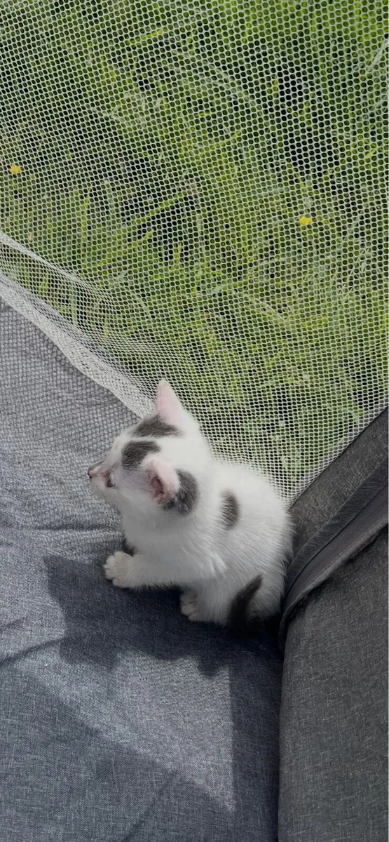 Kitten - Image 4