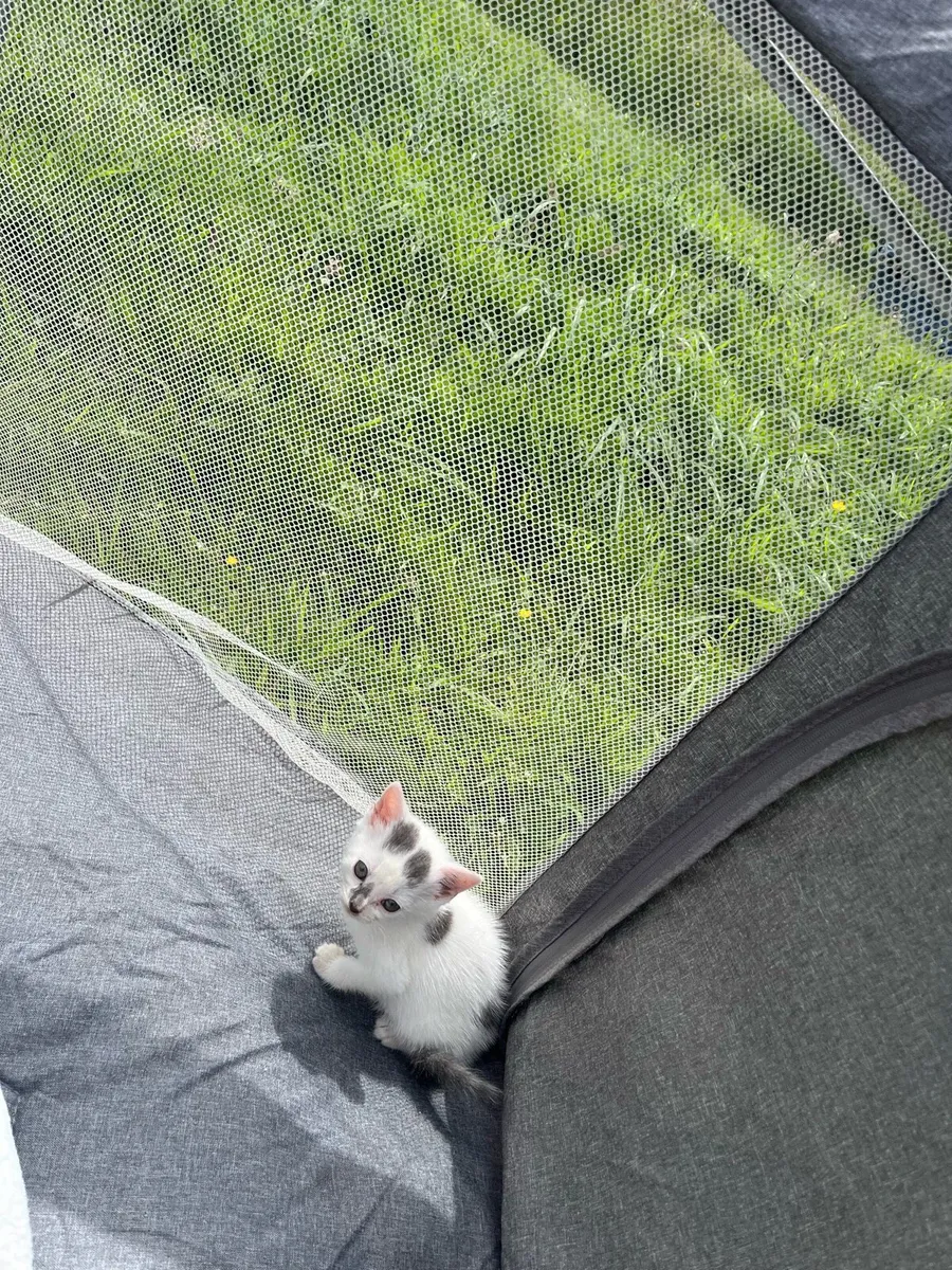 Kitten - Image 2