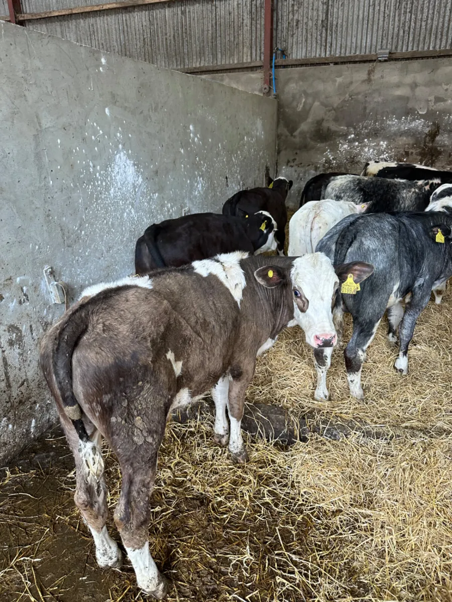 Blue Angus and Simmental bulls - Image 2