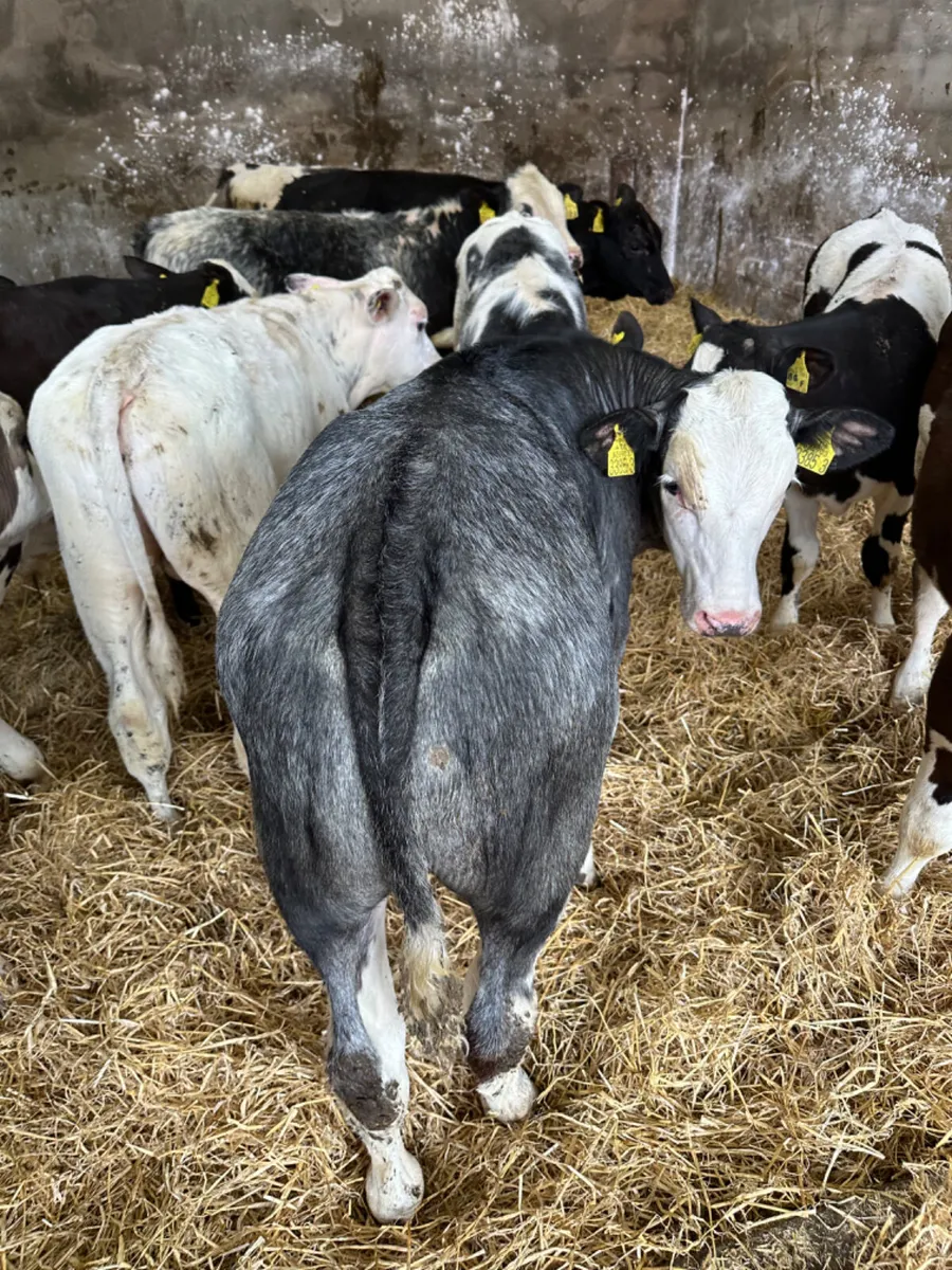 Blue Angus and Simmental bulls - Image 3