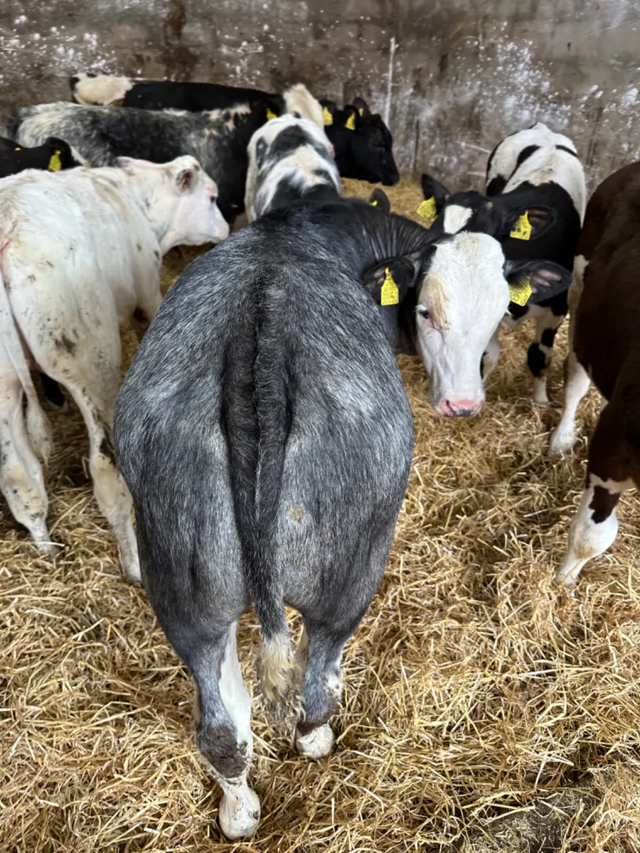 Blue Angus and Simmental bulls - Image 4