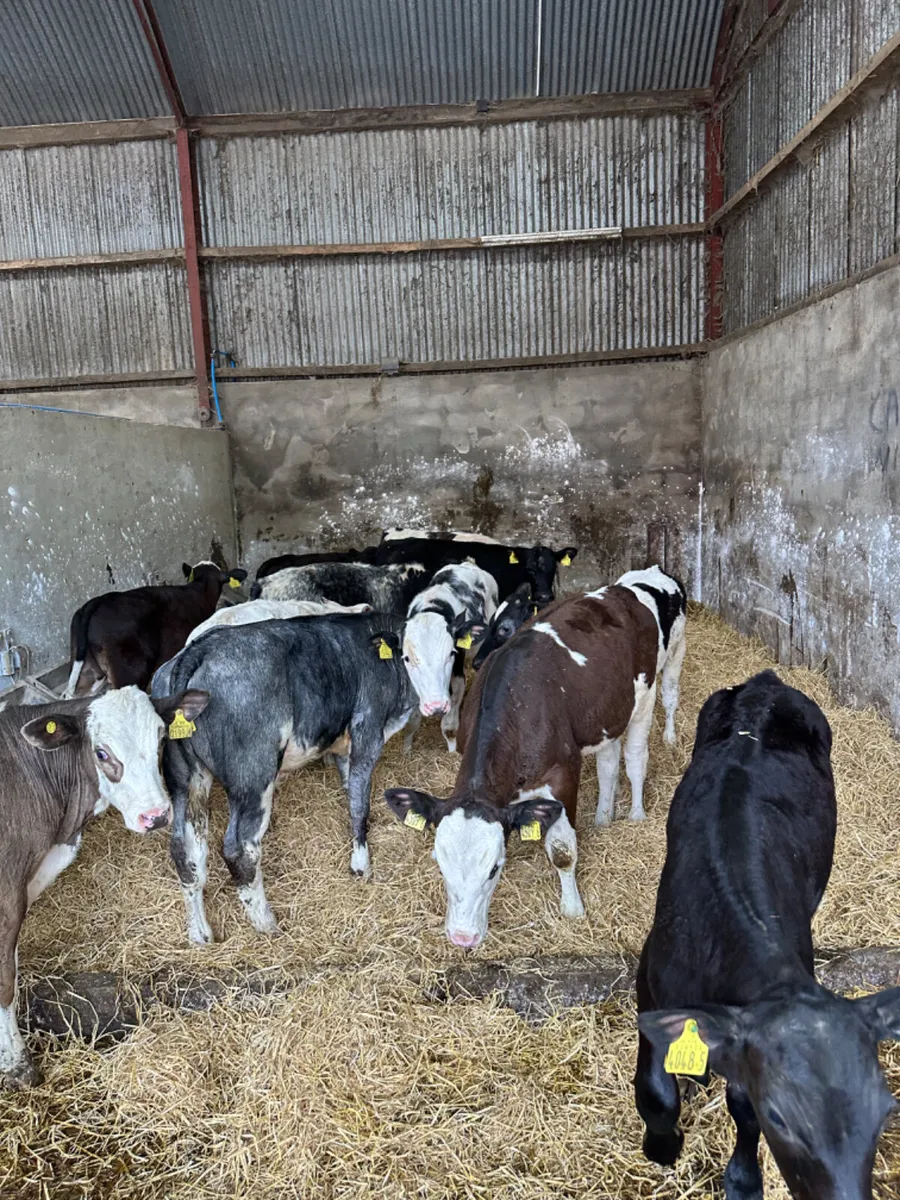 Blue Angus and Simmental bulls - Image 1