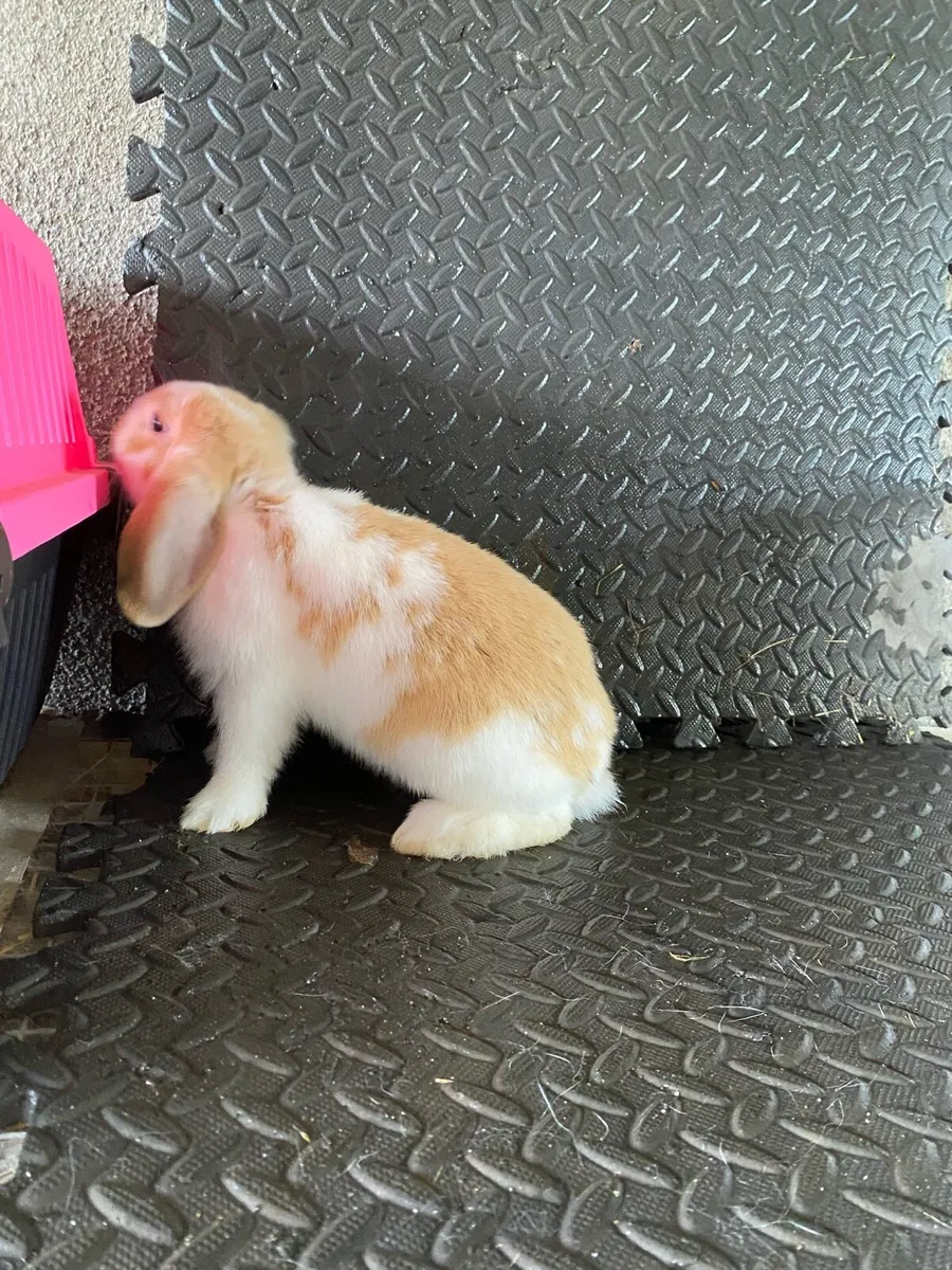 Lop Ear Rabbits - Image 2