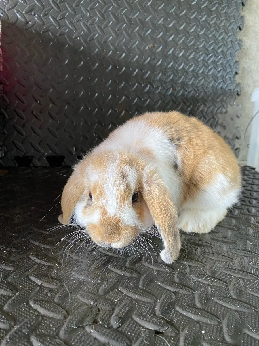 Lop Ear Rabbits - Image 3