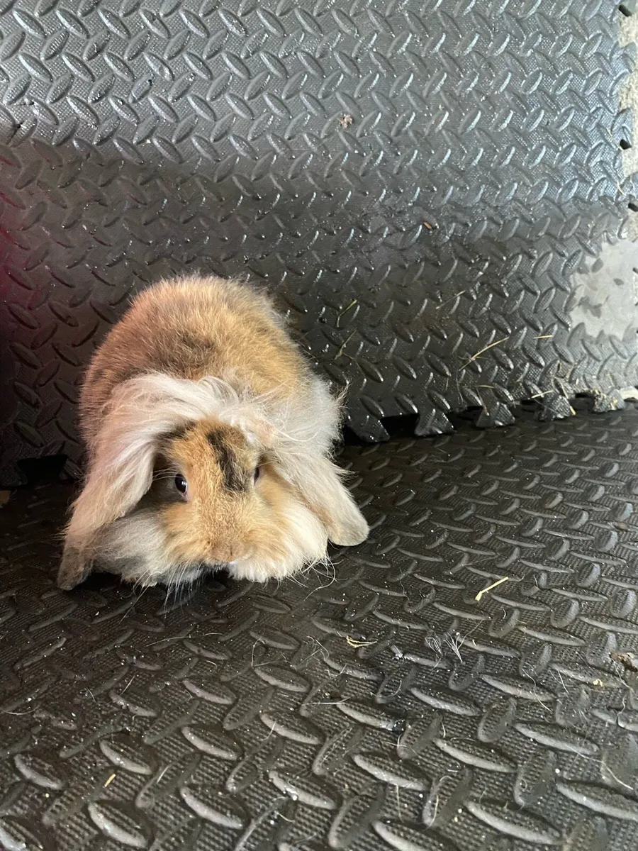 Lop Ear Rabbits - Image 4