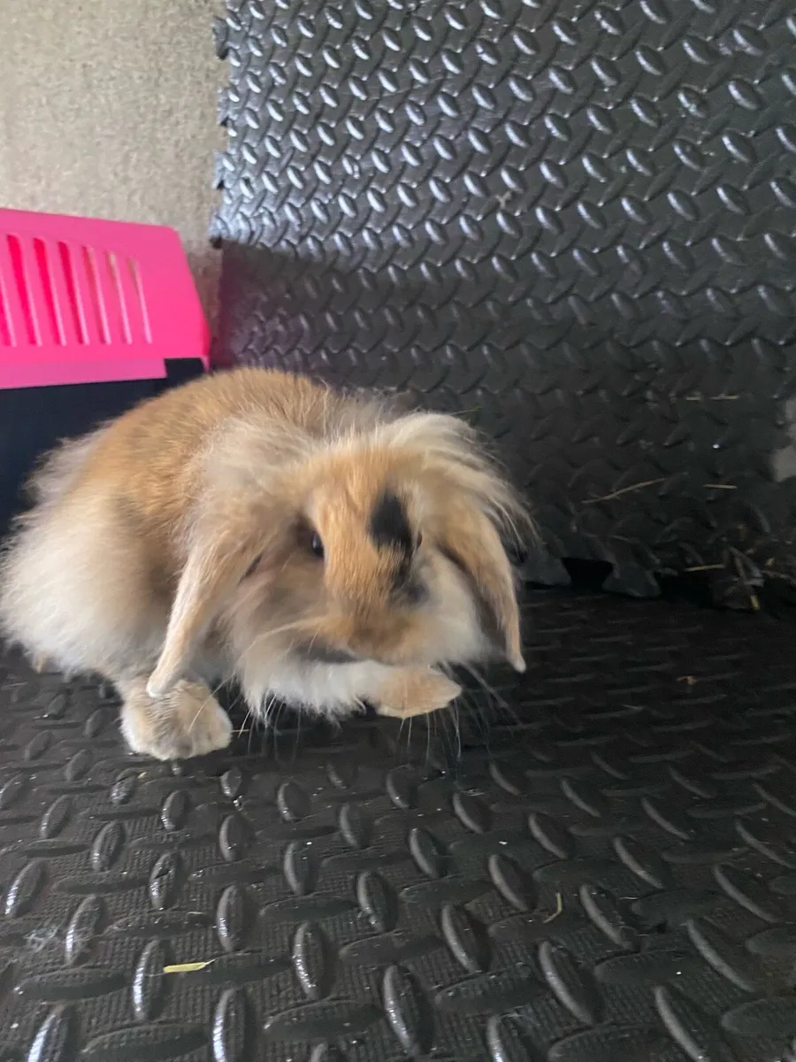 Lop Ear Rabbits - Image 1