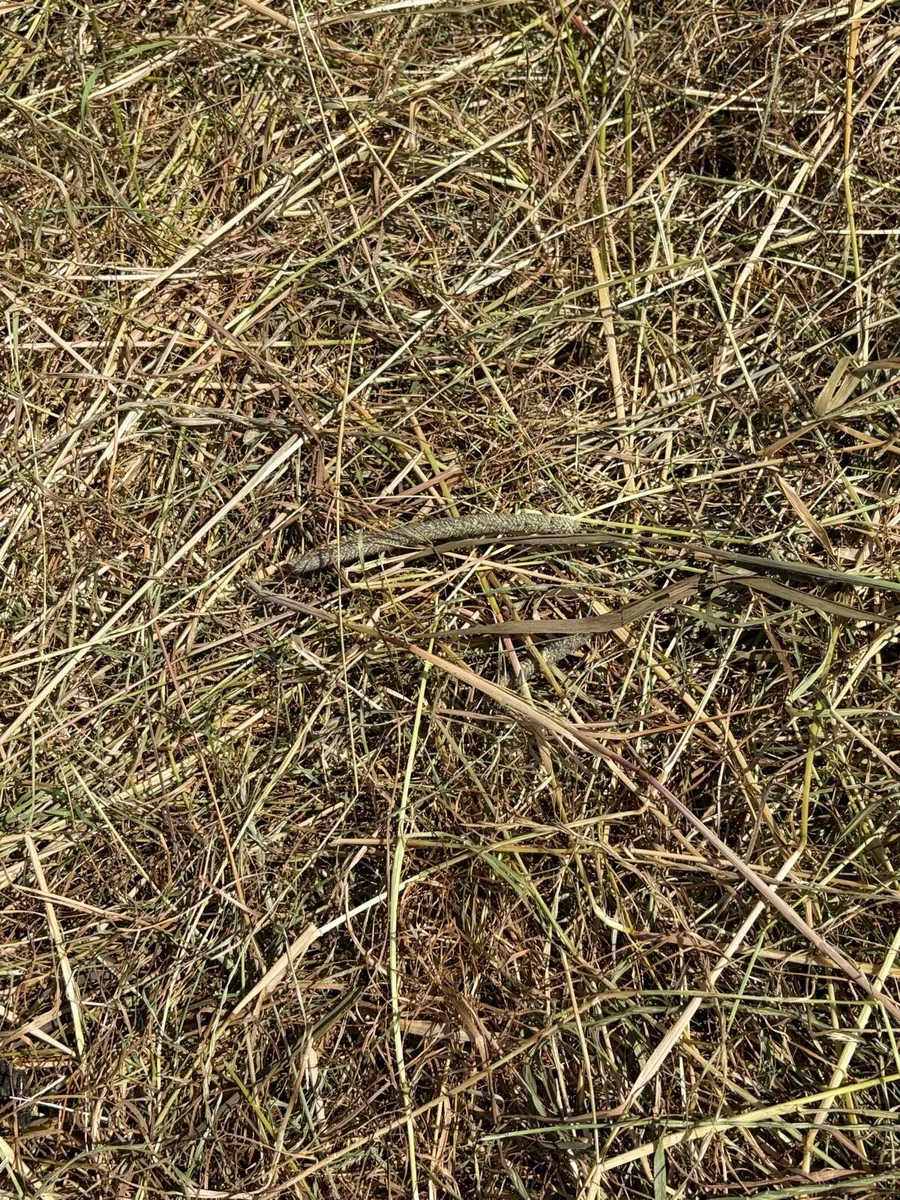 HAY AND HAYLAGE OFF THE FIELD - Image 2