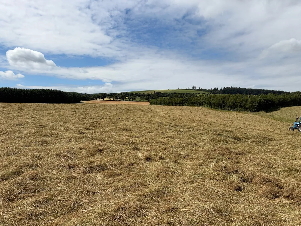 HAY AND HAYLAGE OFF THE FIELD - Image 3